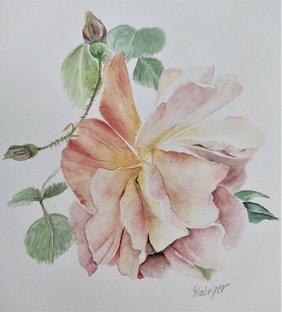 Aquarell_Rose